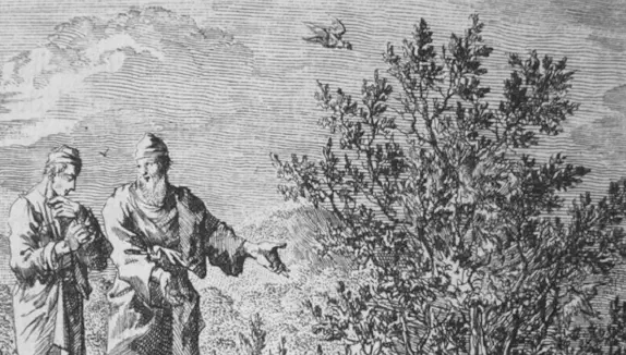 Das Senfkorn ist ein Unkraut, das zum Baum der Herrschaft wird