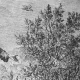 The mustard seed is a weed that becomes a government tree
