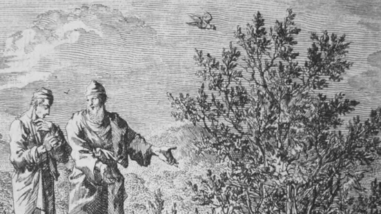 The mustard seed is a weed that becomes a government tree